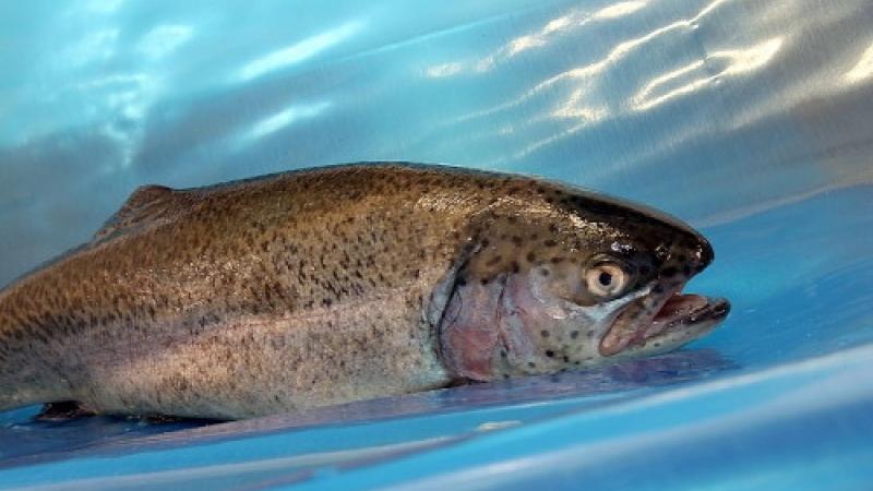 Trote in rosa ovvero pesca per sole donne