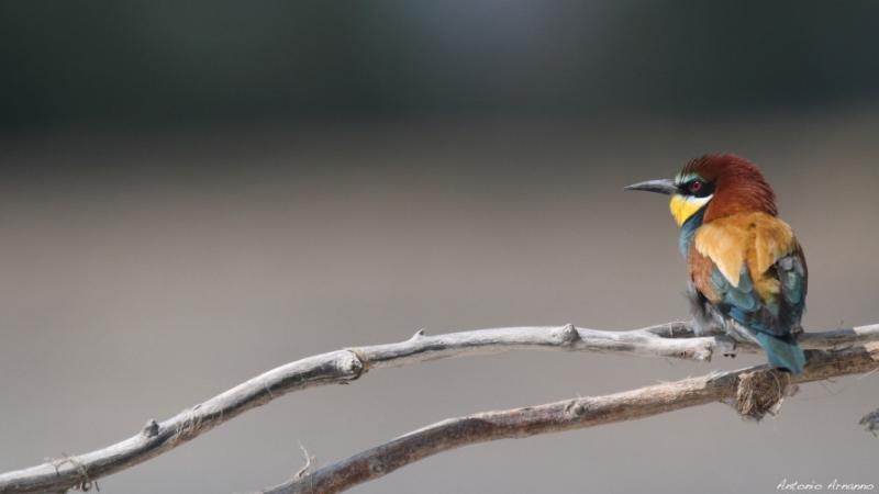Domenica al Parco con gli inanellatori 