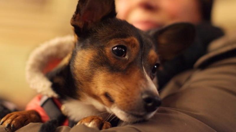Benedizione  degli animali
