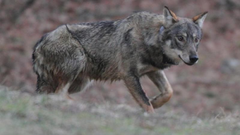 Storie vere di lupi per i pi&ugrave; piccoli