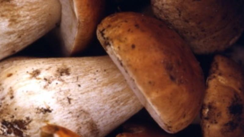 Giù il sipario sulla Fiera del porcino 