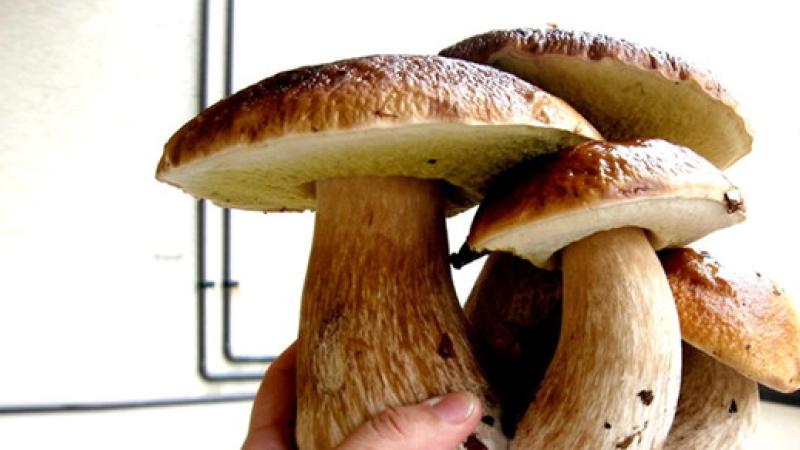 Come conservare e cucinare i funghi