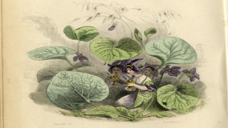 Un laboratorio dedicato alla violetta