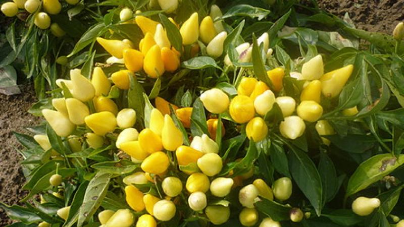 Una domenica nel regno del peperoncino