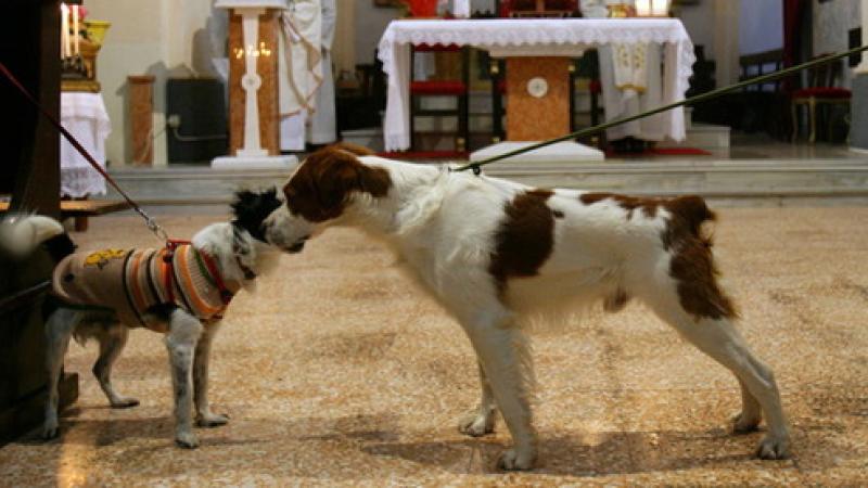 Sant'Antonio, processione a Bargone