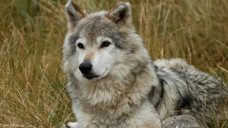 Escursione alla scoperta  del lupo