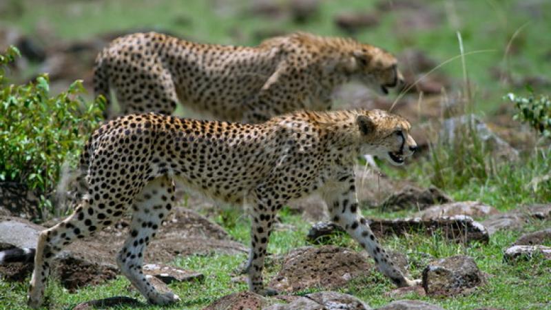 «Incanto africano», safari fotografico nella savana 