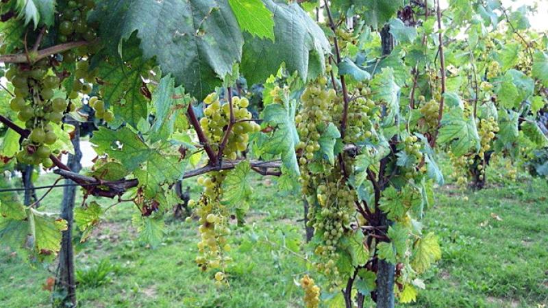 Cin cin con la malvasia