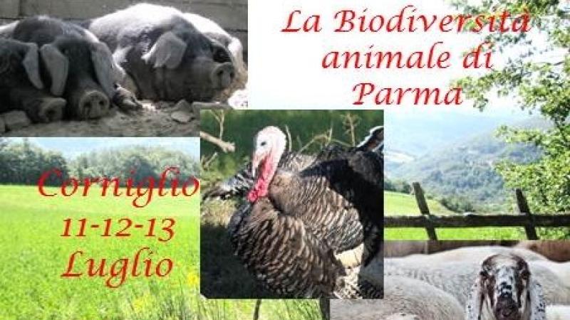 La Biodiversità animale di Parma - Pecora Cornigliese, Suino Nero di Parma e Tacchino di Parma e Piacenza