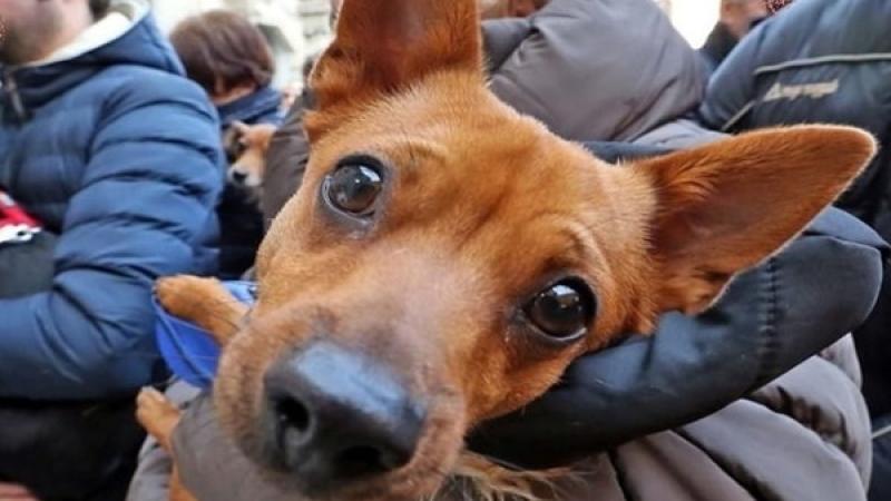 Benedizione degli animali dai Cappuccini