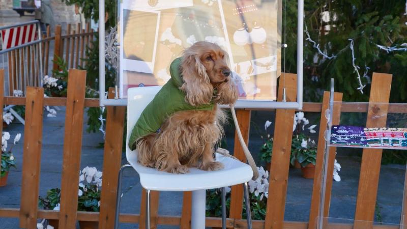 Cani e gatti, uno scatto sotto l'albero di Natale 