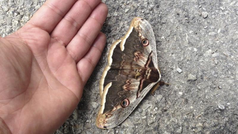 A caccia di falene  nel parco di Carrega