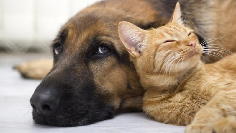 Incontro:  «Cane e gatto: due stili a confronto»    
