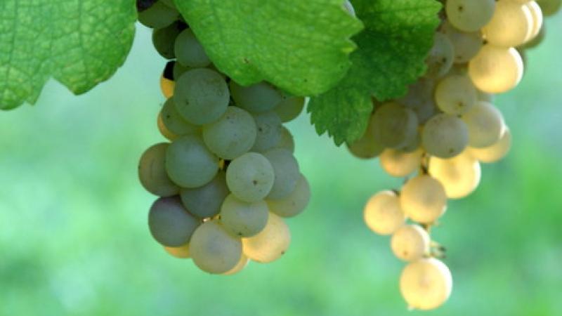 La «Festa dell'Uva»: ecco il programma