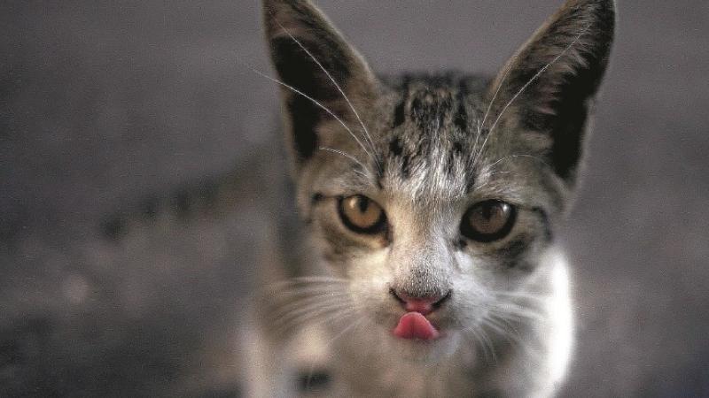 Mici del Borgo: Il 25 settembre iniziativa per aiutarli