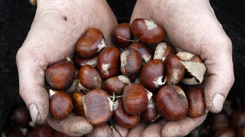 Domenica  la festa  delle castagne