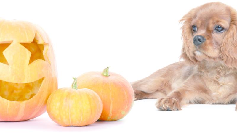 Halloween Cavalier Party: via alla festa per gli amici a 4 zampe salvati dai volontari
