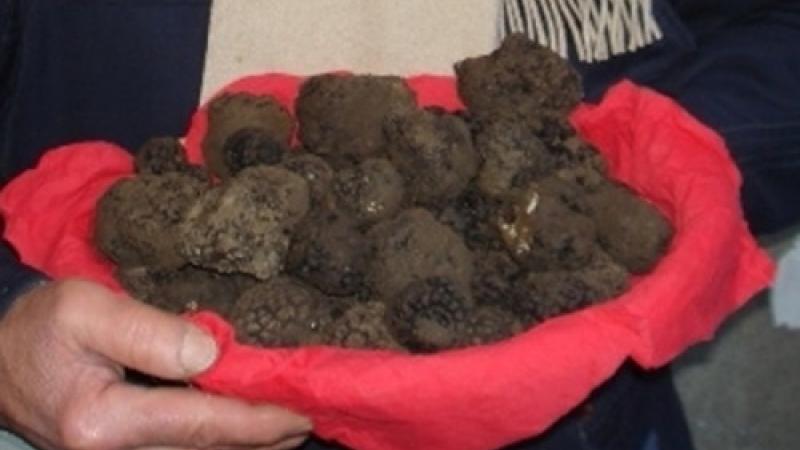 Anteprima della Fiera del tartufo di Fragno