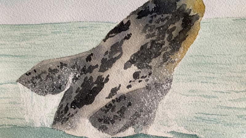 "Balaenae", gli acquarelli di Simona Bisconti al MuMab